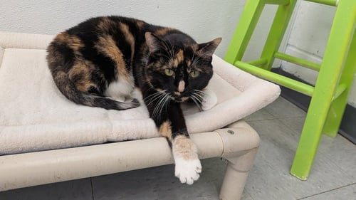 COOKIE - Domestic Short Hair available for adoption