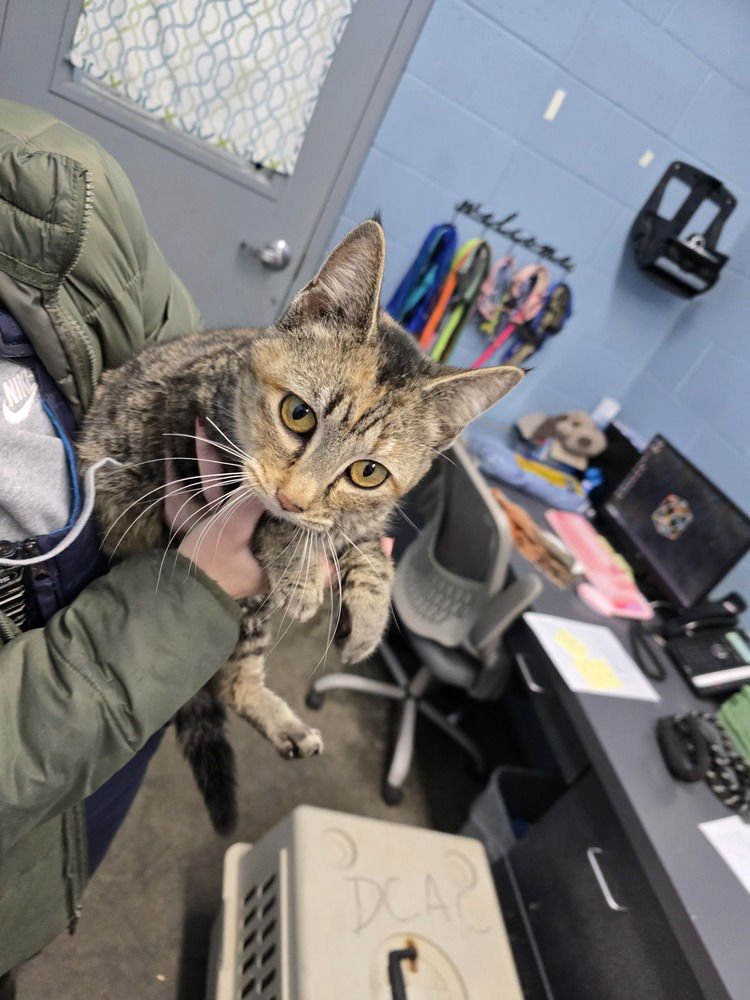 MERRY - Domestic Short Hair available for adoption