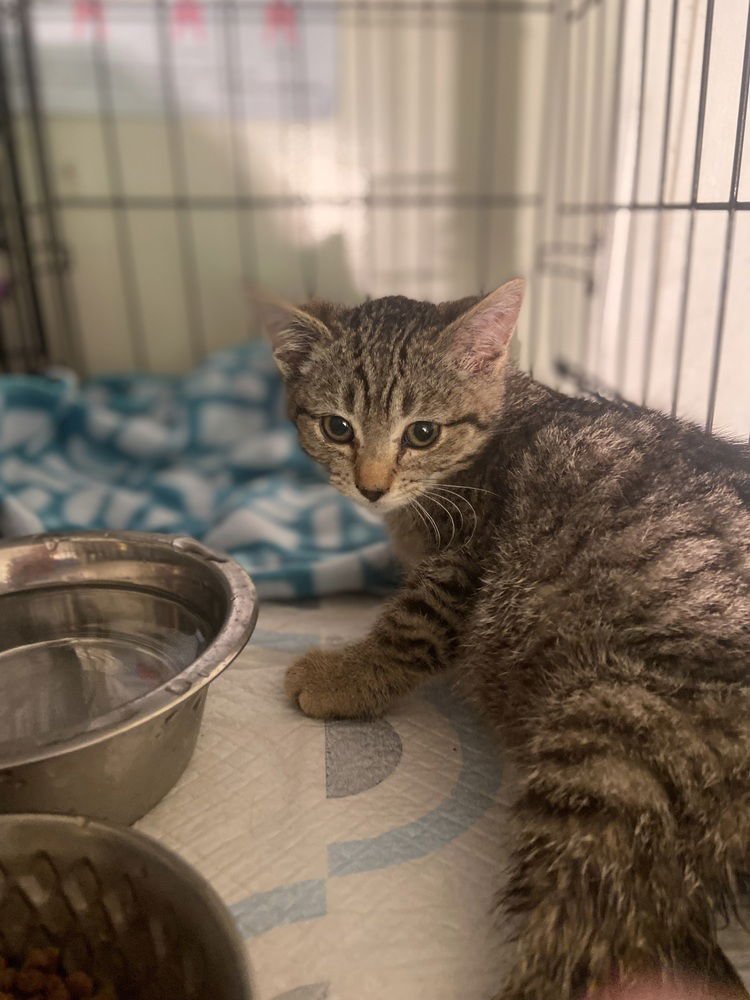 STRIPE - Domestic Short Hair available for adoption