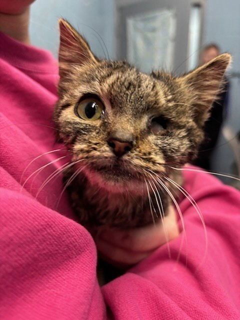 CARDBOARD - Domestic Short Hair available for adoption