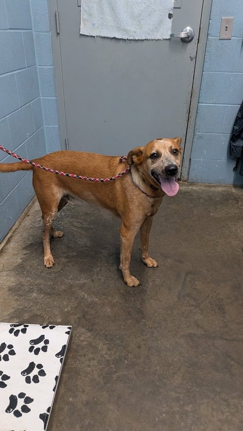 PETE - Cattle Dog available for adoption