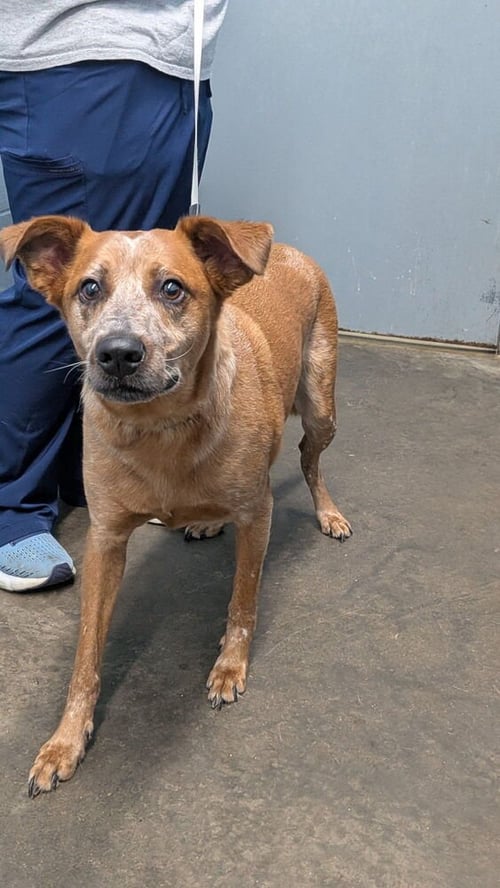 PETE - Cattle Dog available for adoption