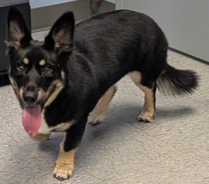 LUKE "CADO" - Husky / Collie available for adoption