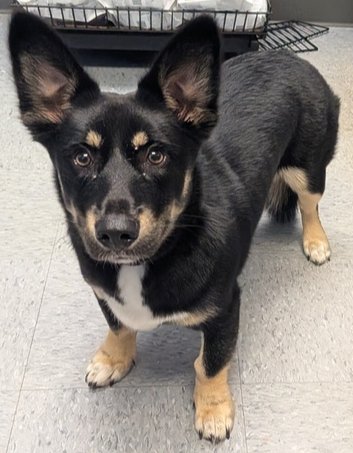 LUKE "CADO" - Husky / Collie available for adoption