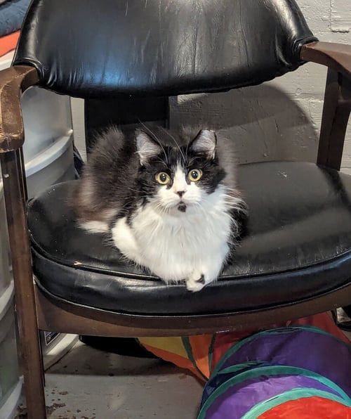 SENEGAL "SMEAGOL - Domestic Short Hair available for adoption