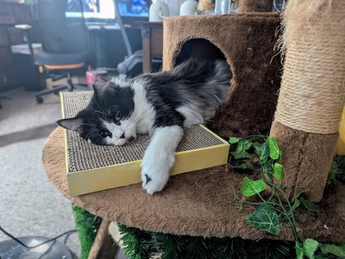 SENEGAL "SMEAGOL - Domestic Short Hair available for adoption