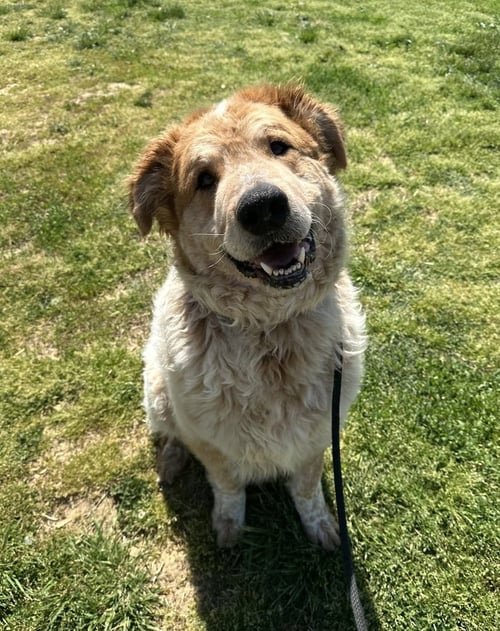 BLOOPER - Great Pyrenees / Akita available for adoption