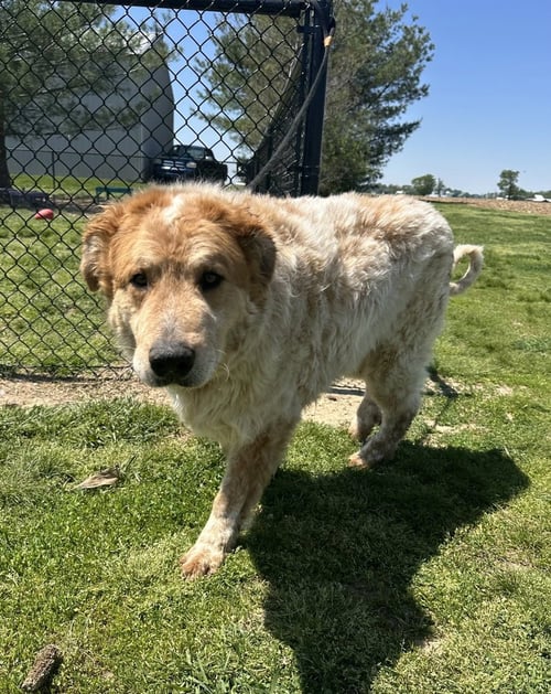BLOOPER - Great Pyrenees / Akita available for adoption