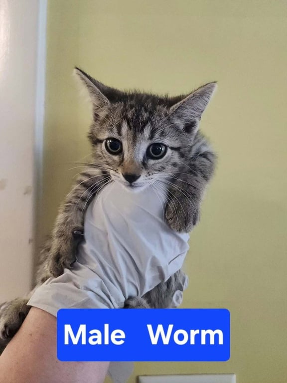 Worm Image