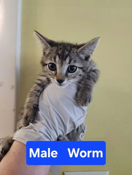 WORM - Domestic Short Hair available for adoption
