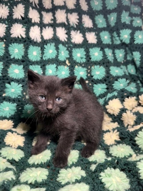 ELDERBERRY - Domestic Short Hair for adoption in Evansville