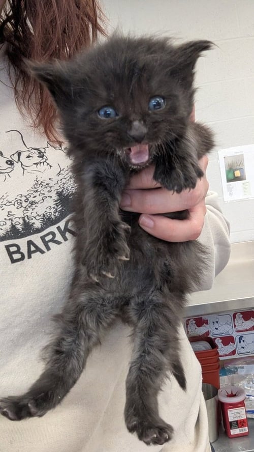 ELDERBERRY - Domestic Short Hair available for adoption