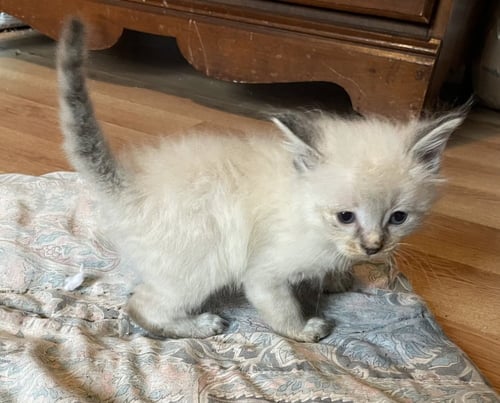 CARNAGE - Domestic Medium Hair available for adoption