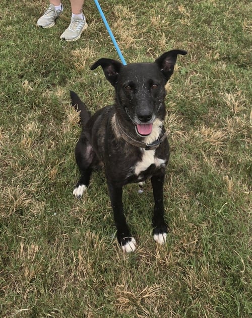 ZAXBY - Retriever available for adoption