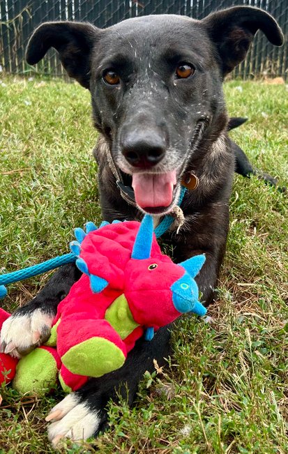 ZAXBY - Retriever available for adoption