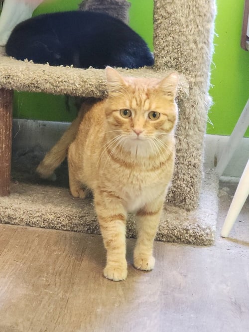 TENDER HEART BEAR - Domestic Short Hair available for adoption