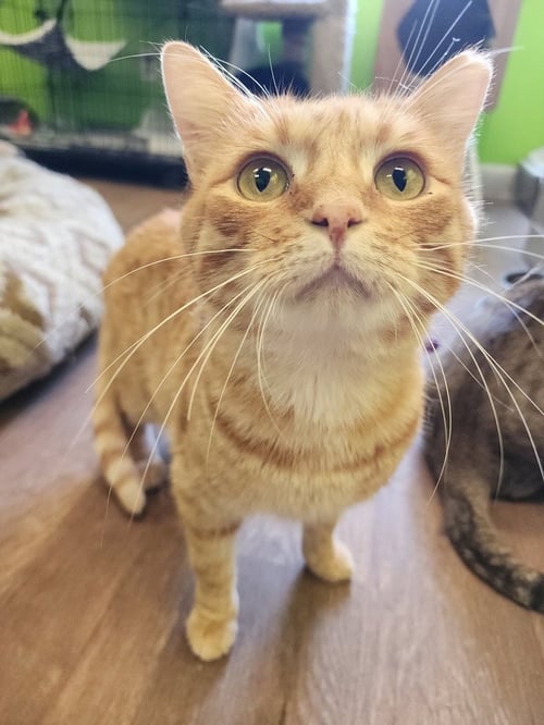 TENDER HEART BEAR - Domestic Short Hair available for adoption