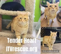 Tender Heart Bear - Photo 4