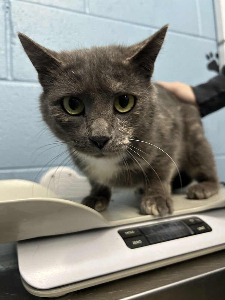 TOFU - Domestic Short Hair available for adoption
