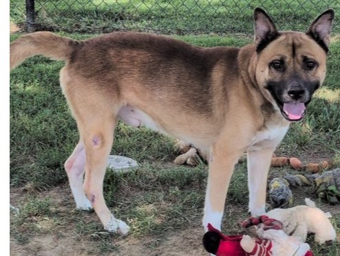 DAWSON - Akita available for adoption