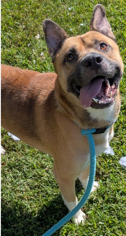 DAWSON - Akita available for adoption