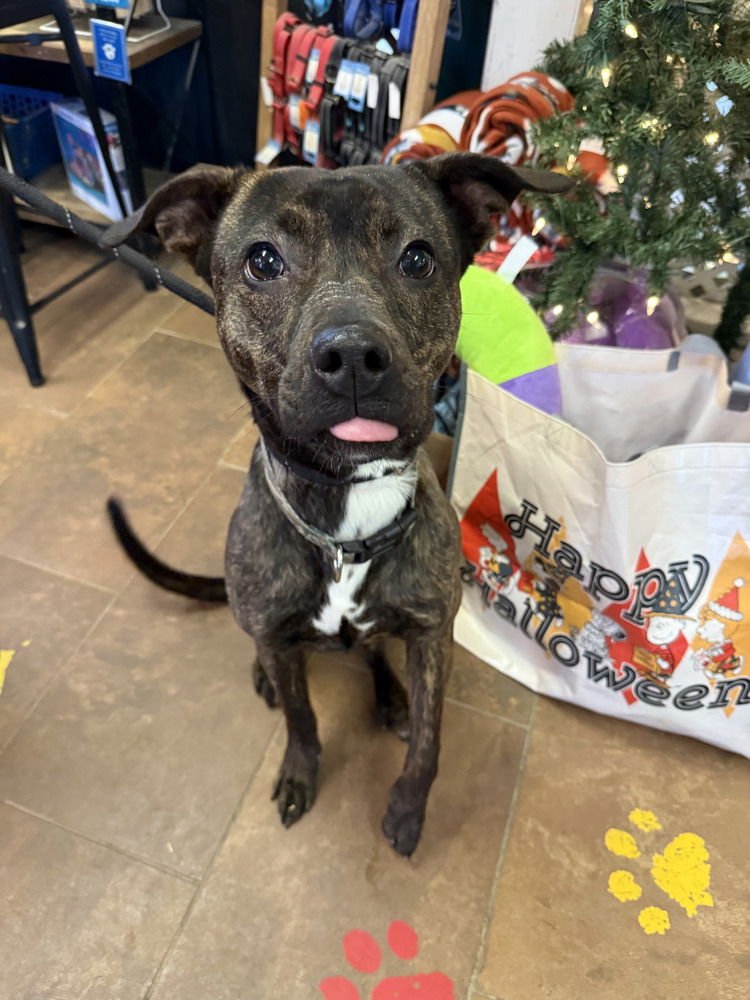 MOLLY (PLEASANT) - Pit Bull Terrier available for adoption