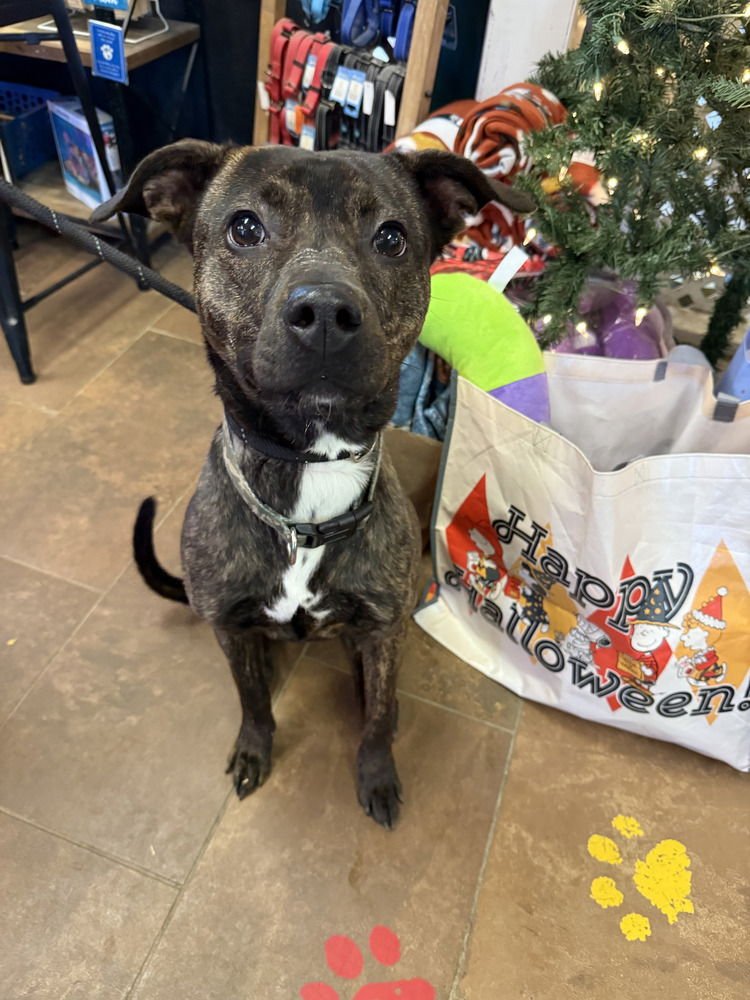 MOLLY (PLEASANT) - Pit Bull Terrier available for adoption