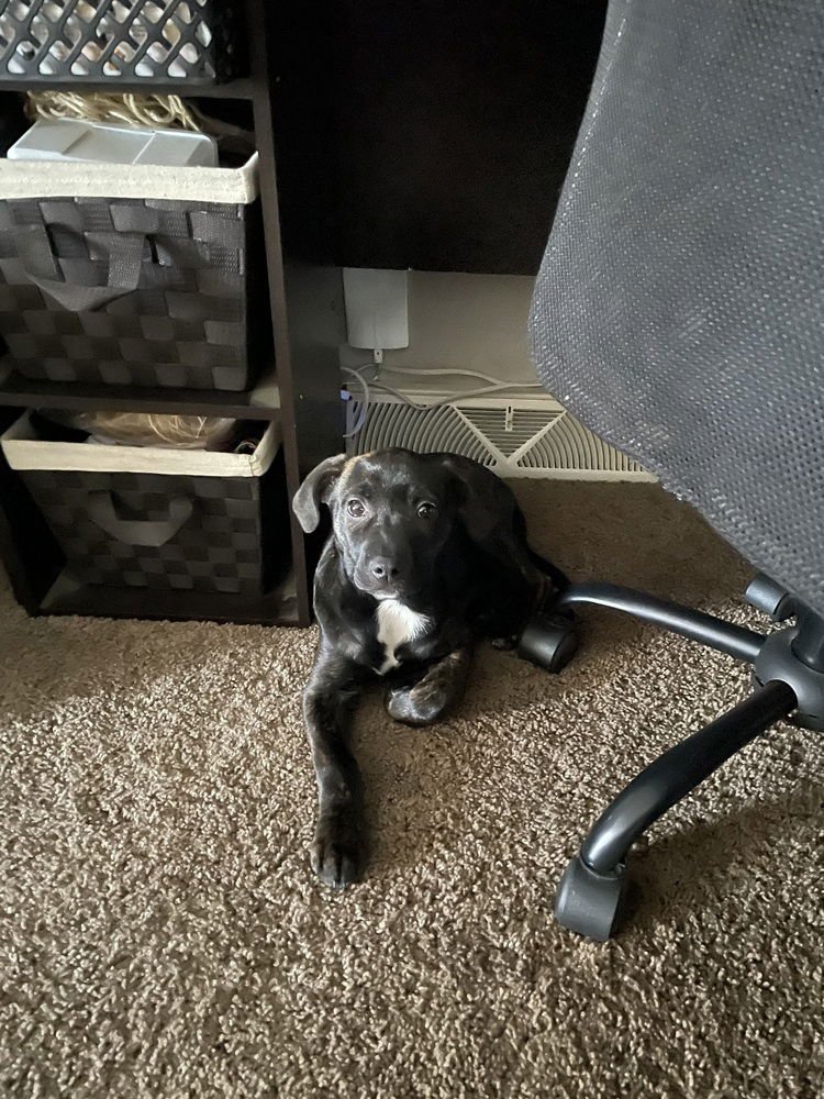 Molly (Pleasant) - Photo 4