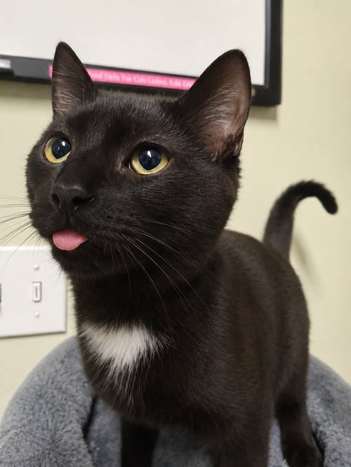 QUEEN PAWTIFAH - Domestic Short Hair available for adoption