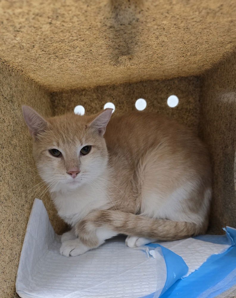 FIESTY - Domestic Short Hair available for adoption