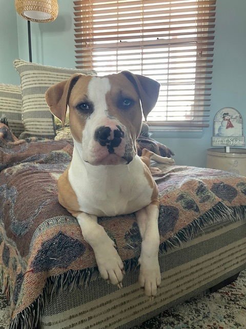 SQUISHY - Pit Bull Terrier available for adoption