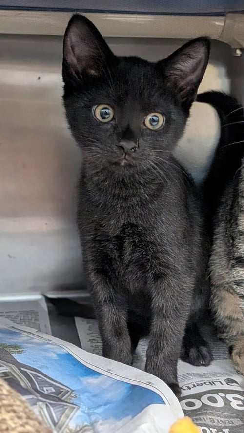 JAKE JR. - Domestic Short Hair available for adoption