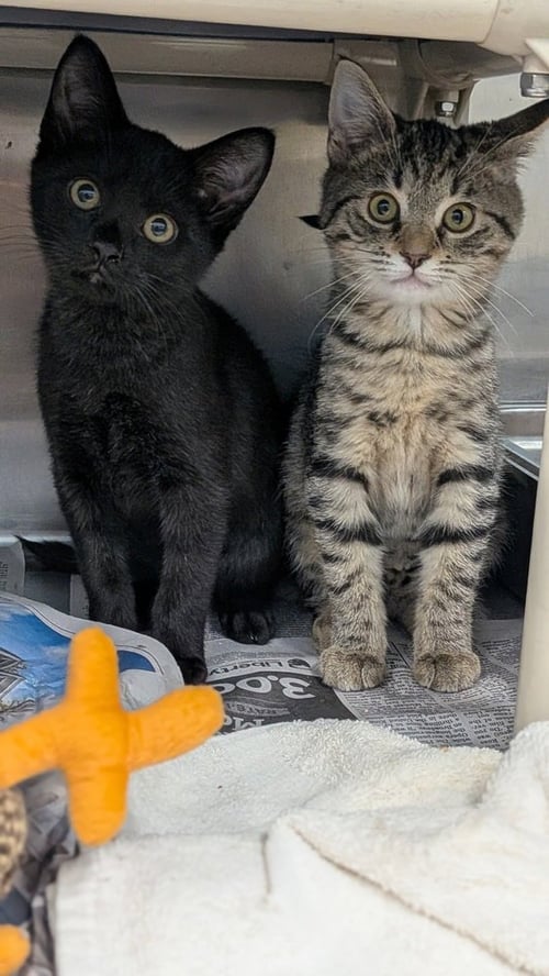 JAKE JR. - Domestic Short Hair available for adoption
