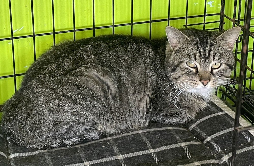 STURM - Domestic Short Hair available for adoption