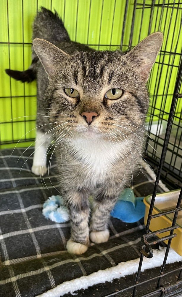 STURM - Domestic Short Hair available for adoption