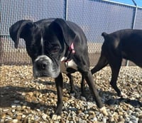 Bella Rose - Photo 1