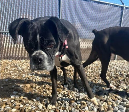 BELLA ROSE - Boxer available for adoption