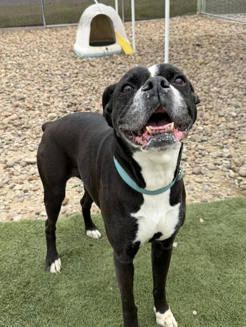 BELLA ROSE - Boxer available for adoption