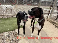 Bella Rose - Photo 3