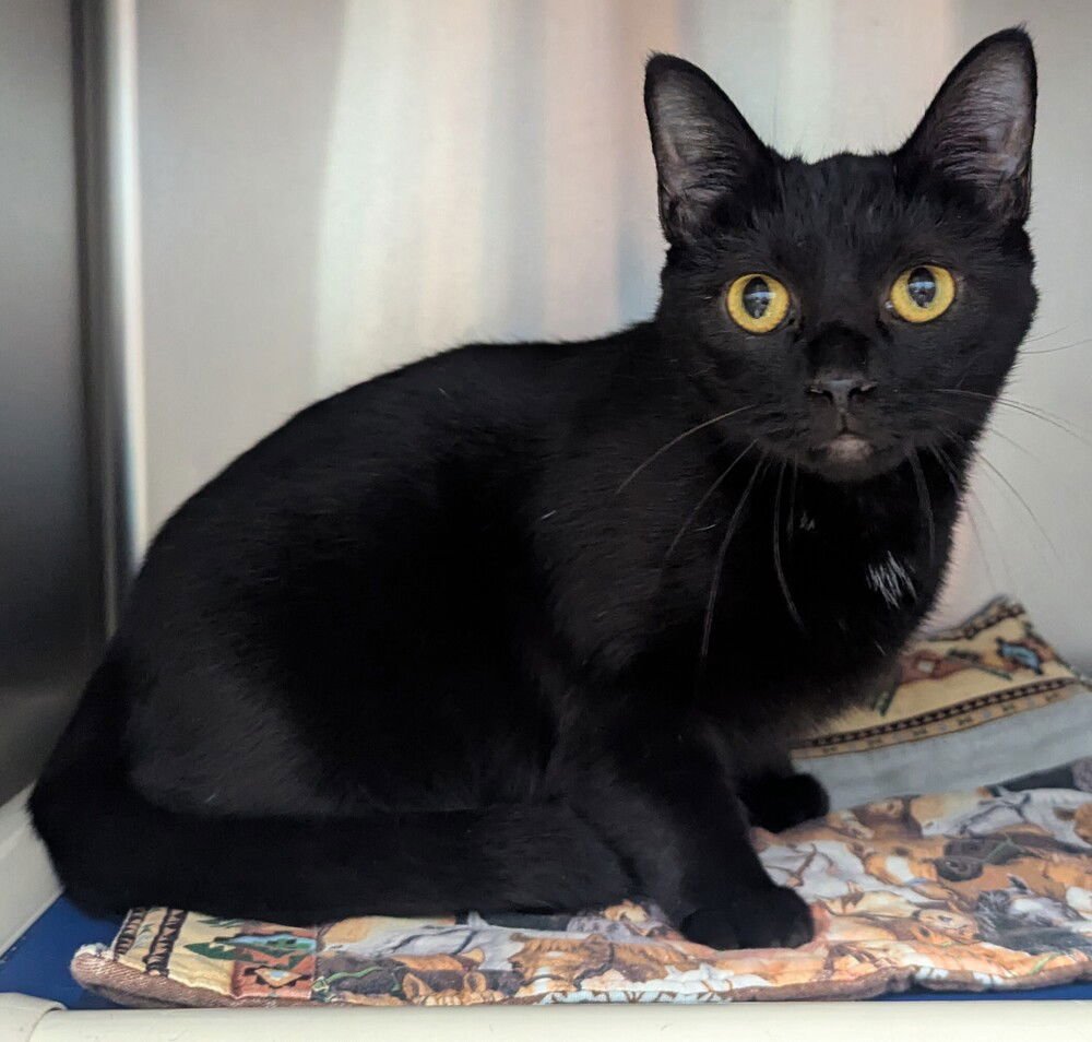 ITALY - Domestic Short Hair available for adoption