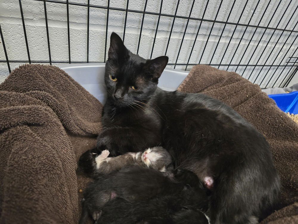 ITALY - Domestic Short Hair available for adoption