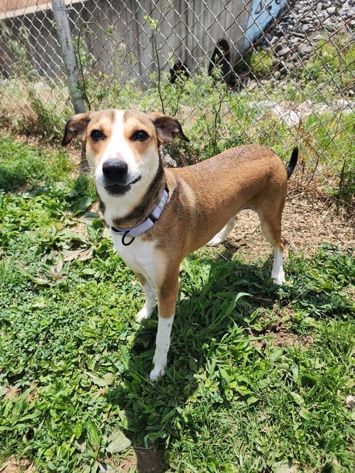 NUGGET - Terrier available for adoption