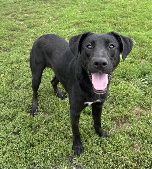 MARLO - Labrador Retriever available for adoption