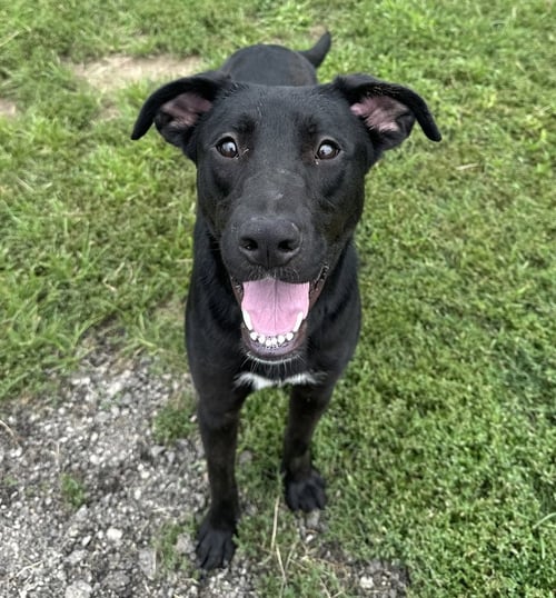 MARLO - Labrador Retriever available for adoption