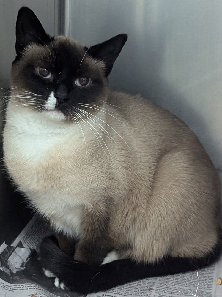 OLIVIA - Siamese available for adoption