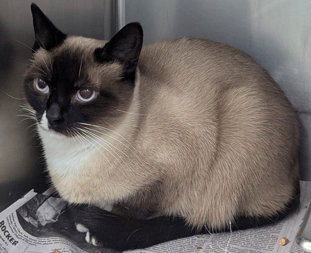 OLIVIA - Siamese available for adoption