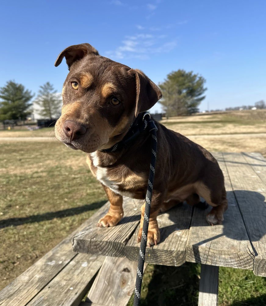 PORKIE - Terrier available for adoption