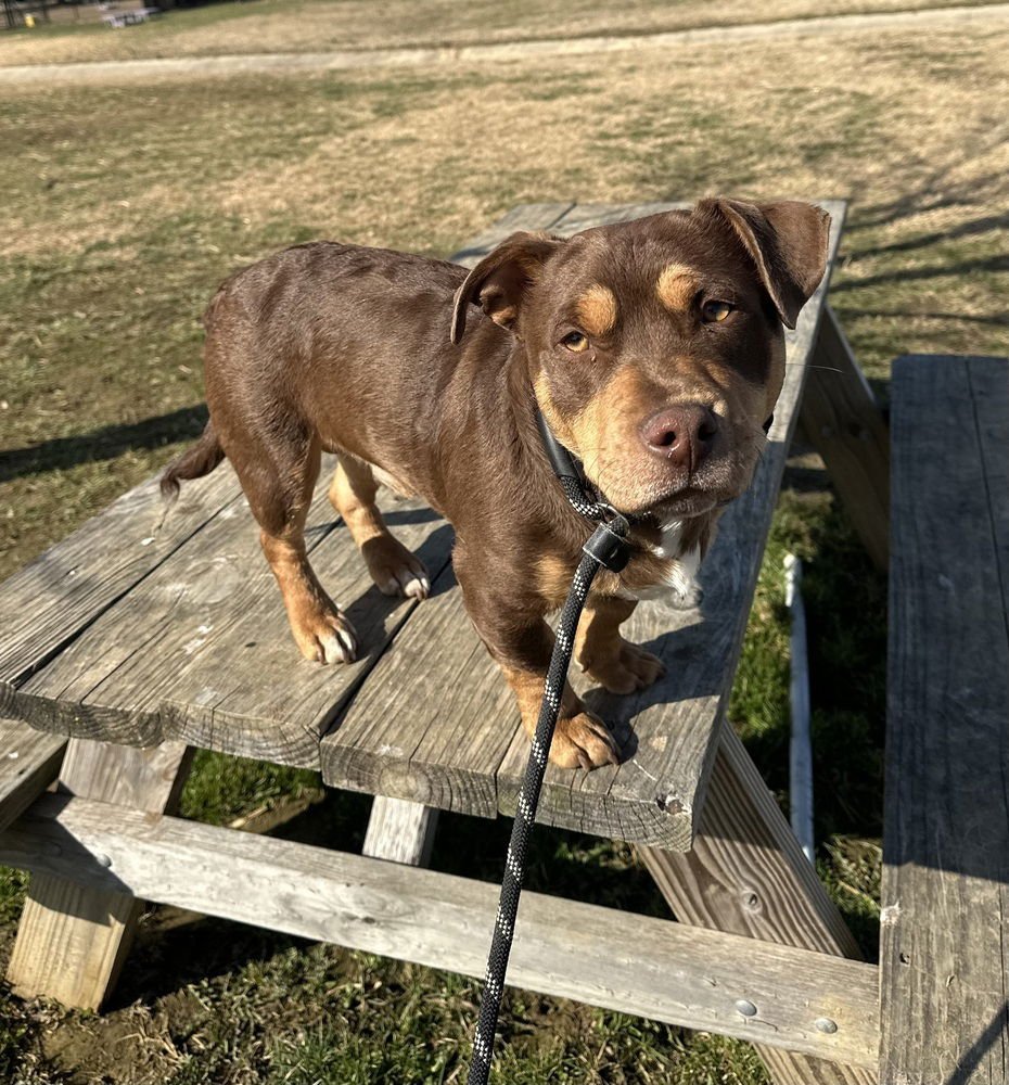 PORKIE - Terrier available for adoption