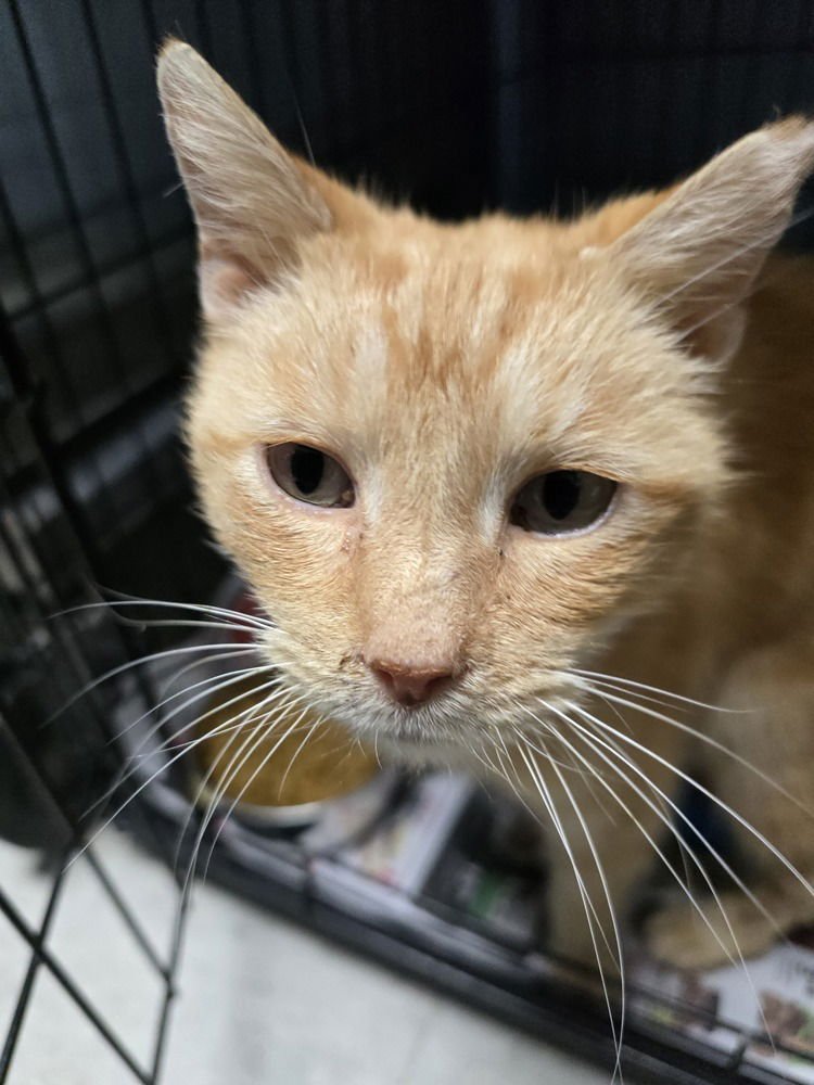 POPCORN - Domestic Short Hair available for adoption