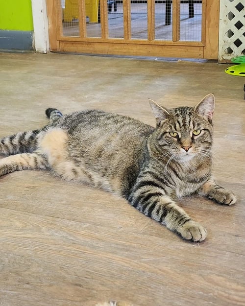 DEWALT - Domestic Short Hair available for adoption